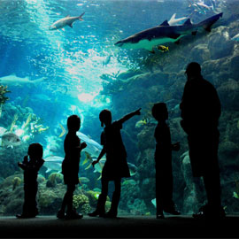 شهر زیبای بارسلونا Aquarium Barcelona