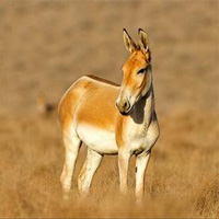 میزبانی پارک ملی کویر سمنان از گورخرهای آسیایی